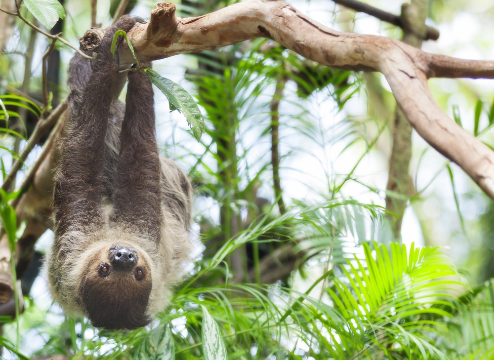 Three-toed Sloth in Costa Rica