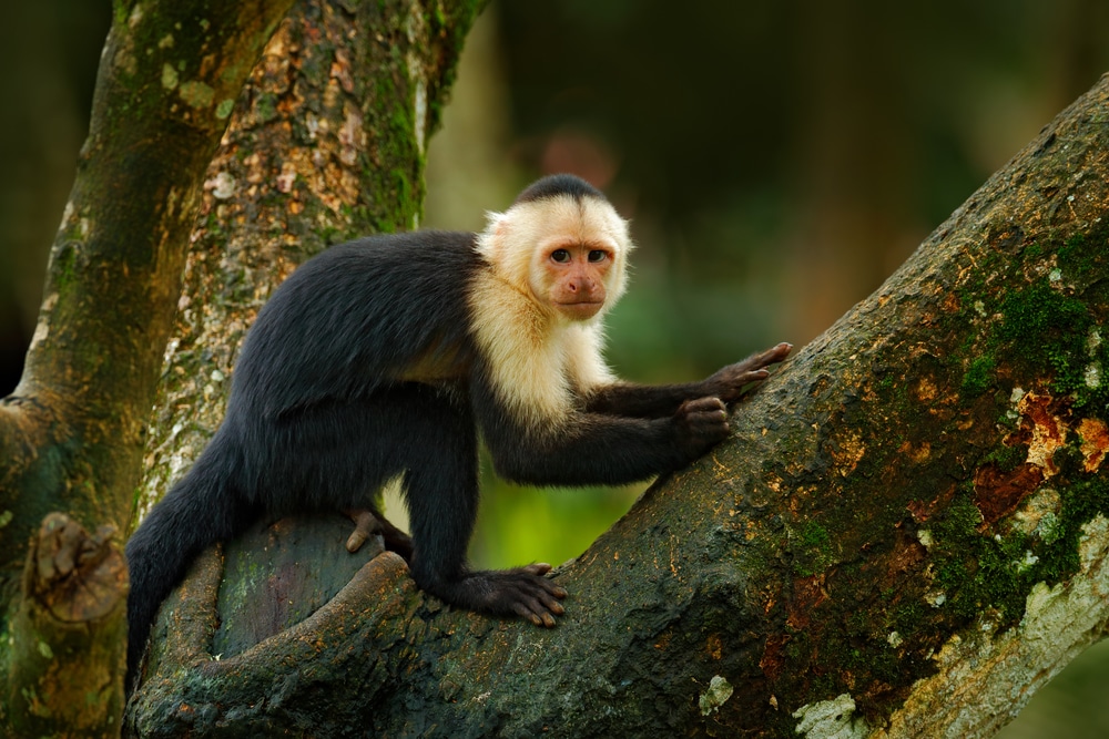 White faced capuchin monkey Costa Rica