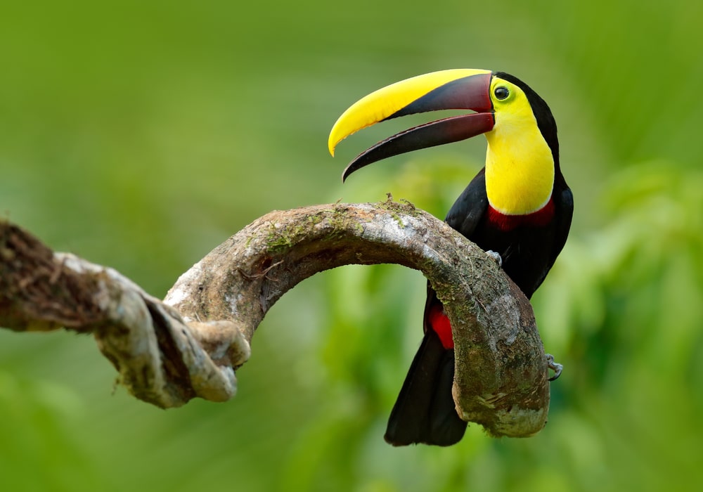 Costa Rica toucan