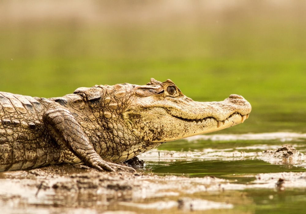 Caiman crocodilus lying on river bank in Cano Negro, Costa Rica,