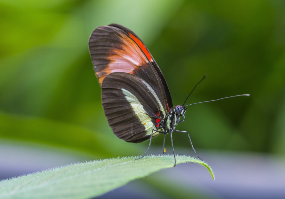 Costa Rica butterfly in rainforest