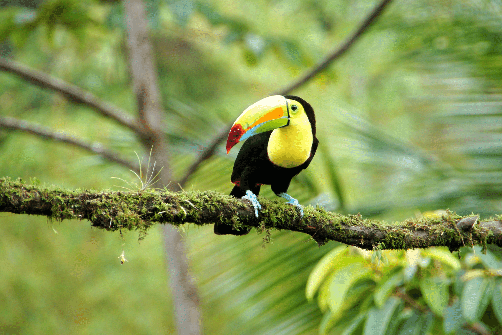 Costa Rica toucan