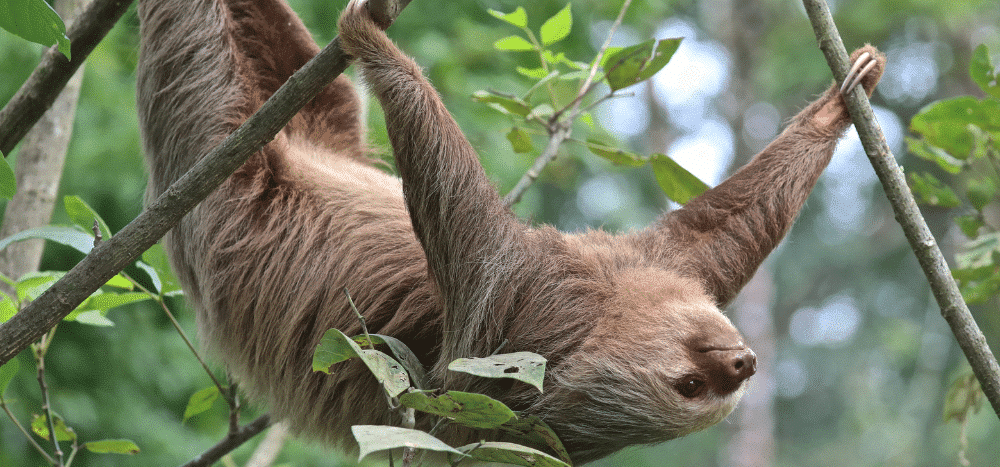 Costa Rica Sloth Travel 2022